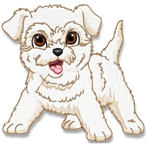 Cute Baby Bichon Frise