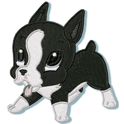 Cute Baby Boston Terrier