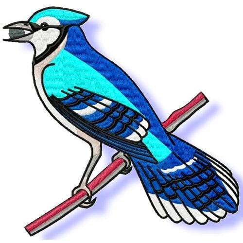 Blue Jay