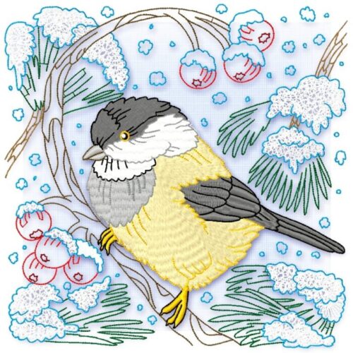 Yellow Belly Tit Bird