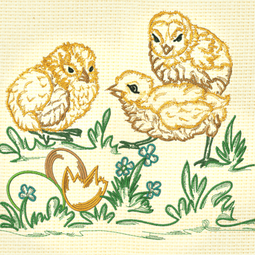 Chickens Fancy Colour Line