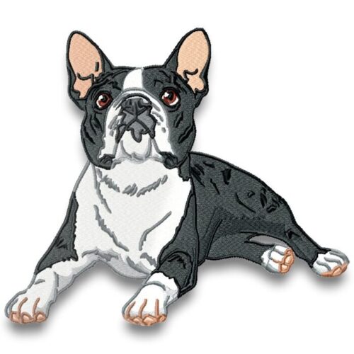 Boston Terrier Realistic