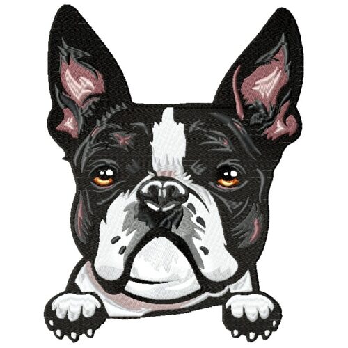 i love my Boston Terrier