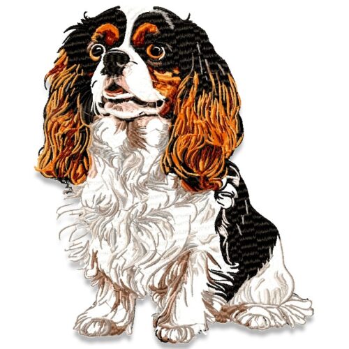 Cavalier King Charles Spaniel